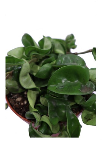 Pianta vera hoya - vera, di