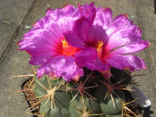 Thelocactus heterochromus