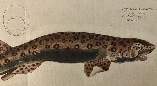 Bella gravura xviii 1795 pesce - gravura,
