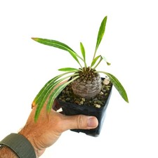 Esemplare Euphorbia bupleurifolia GRANDE MASCHIO - Pianta di pigna | Pianta di scettro