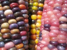 Mais colorato - Glass Gem Corn