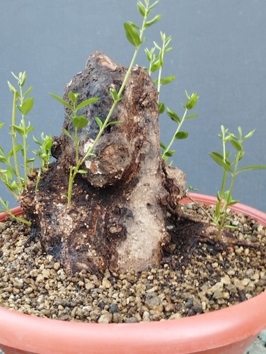 Bonsai olivastro 21x20cm - olivastro, in