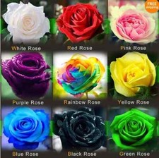 Semi rosa selezionati 9 - selezionati,