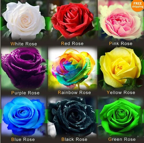 Semi rosa selezionati 9 - -,