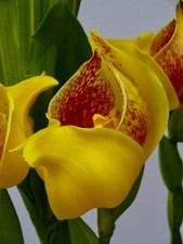 Profumo Anguloa Species 'Inka