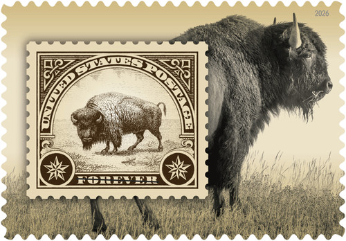 6099 2026 bisonte - #6099,