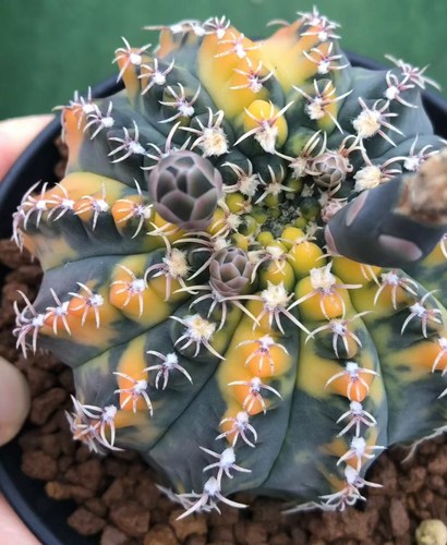 Gymnocalycium quehlianum