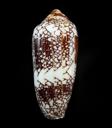 Conchiglia conus episcopatus - conchiglia,