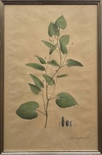 Piper Longum Pepe Lungo Stampa