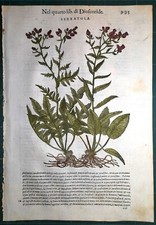 Stampa antica MATTIOLI