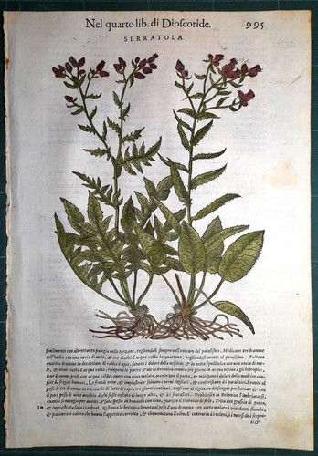 Stampa antica mattioli - stampa,