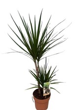 Dracena marginata