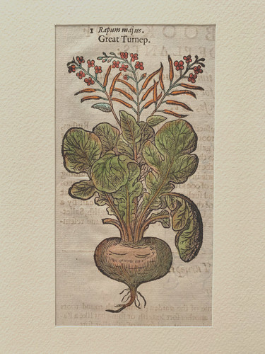Gerard erbario mattioli 1633 - mattioli,