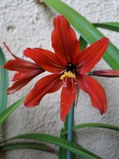 Hippeastrum Laklano ex Taipas - 6 semi - seeds, Amaryllis, Rare species Brazil.