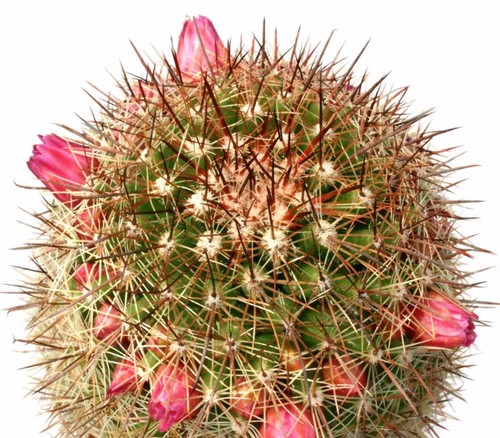 Mammillaria bambusiphila var