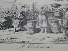 BARTOLOMEO PINELLI _ "" LA VENDEMMIA "" UVA _ VINO _ ENOLOGIA