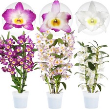 Piante di orchidee -