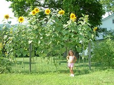 Gigante - girasole Sky Scraper