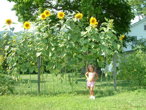 Gigante girasole sky scraper - -,
