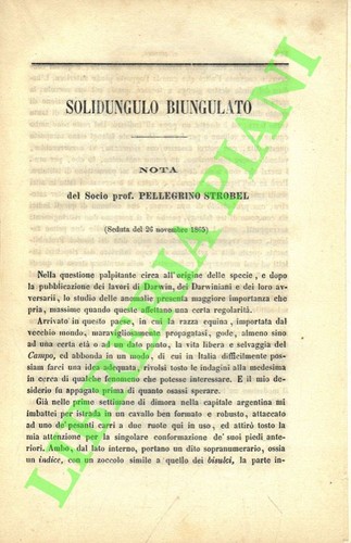 Strobel pellegrino - strobel,