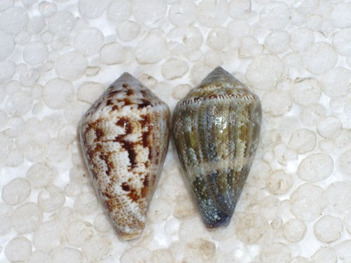Conus ventricosus amazing set - ventricosus,