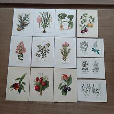 Sb1) Lotto Stampe Botaniche Fiori Frutta Collezione Scrapbooking ArtJournal Rare