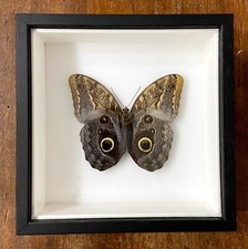 Caligo memnon Farfalla vera in