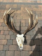 Corna di cervo, cervo, corna