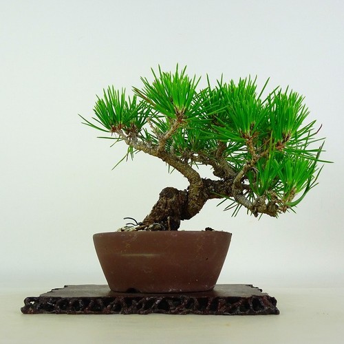 Pinus thunbergii vaso - vaso, bonsai