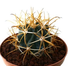 Ferocactus chrysacanthus