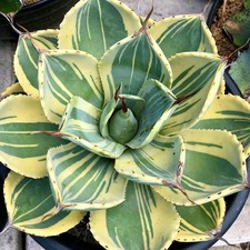 Pianta succulenta di cactus