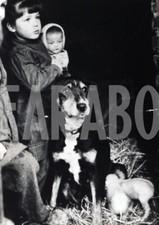 Foto vintage Animali, cagna allatta i maialini, 1955, stampa 19 x 13 cm