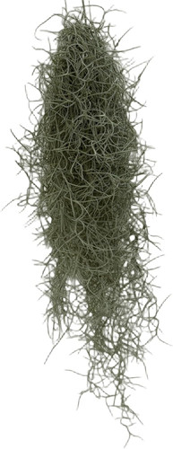 Tillandsia usneoides cm - usneoides, 40