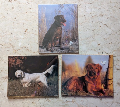 Stampe fotografiche cane - fotografiche,