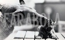 Foto vintage Pastore tedesco trova tre cuccioli tigre, 1987, stampa 18x13 cm