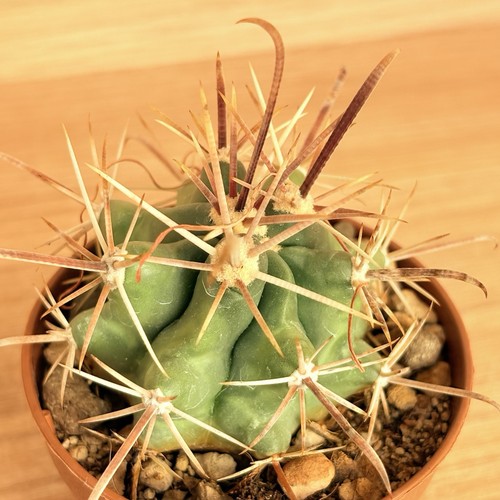 Ferocactus santa maria pot - maria,