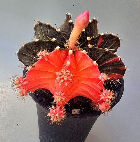 Grande cactus fantasiato - grande,
