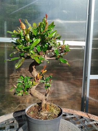 Bonsai punica granatum - bonsai,