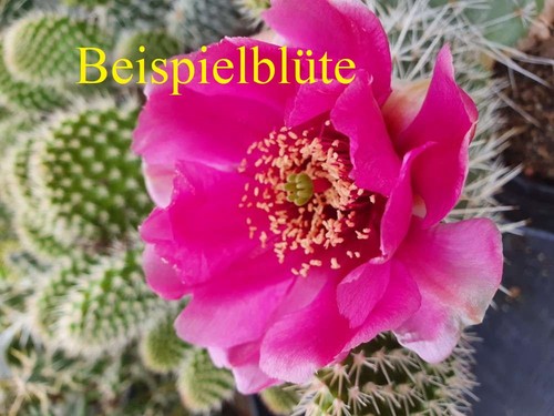 Opuntia polyacantha kansas - polyacantha,