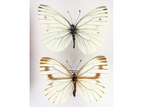 Pieris nesis coppia - , a-