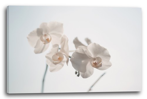 Tela cornice fiori - tela/cornice, foto