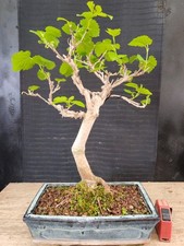 bonsai di gelso h 46 cm visita