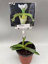Paphiopedilum coccineum alba x