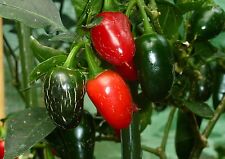 20 SEMI PEPERONCINO JALAPENO M 