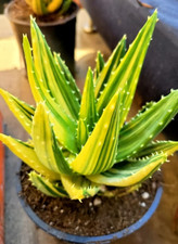 Sale667 Aloe Variegata Nobilis