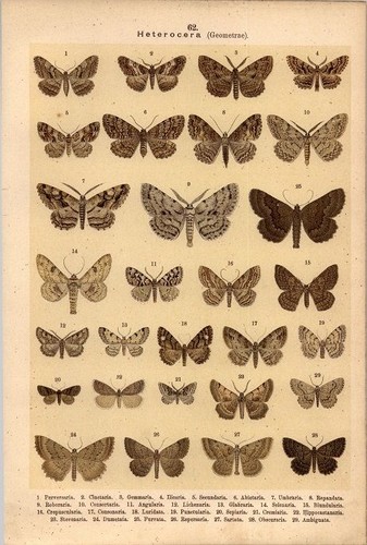 Lithographie schmetterlinge - lithographie,