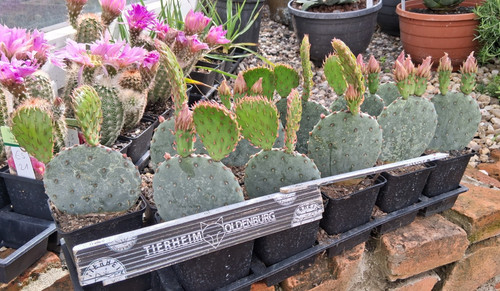 Opuntia violacea resistente - , al