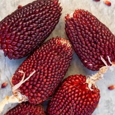 Strawberry Corn - Popcorn -