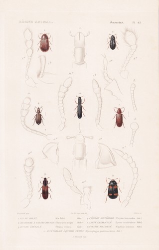 Scarabeo cis boleti - scarabeo,