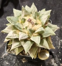 ARIOCARPUS RETUSUS RED FLOWERS